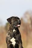 CANE CORSO 812